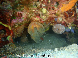 Olympus 1030 SW
Worm with new comers in life by Iason Lambos 